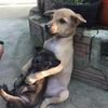 【中国ほんわかニュース】寄り添って生きていた子犬二匹が、尼僧に見つかって激写される。子犬たちを待つ運命とは？