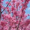 目黒川 桜 開花予想日 ２０２３年は？