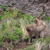 中宮温泉に向かう猿の群