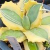 とりあえず記録に現在栽培している Agave の画像を上げておきます😋