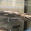 家の中のヘビ