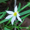 セッカニワゼキショウ（雪花庭石菖）の花