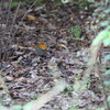 充実した秋の日(大阪城野鳥探鳥 2017/11/03 5:50-13:20)