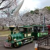 【育児記録】万博記念公園でお花見トレイン