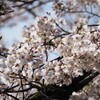 【桜満開】小金井公園の桜🌸