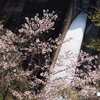 【撮影記】市房ダム周辺に桜を見に行ってきた