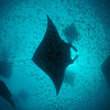 Manta Rays