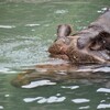 多摩動物公園で事故（追記あり）