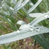 雨上がりの花畑