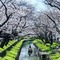 小江戸川越の桜