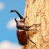 昆虫好きな子におすすめ！香川照之さんプロデュースの子供服『Insect Collection』がとってもかわいい！