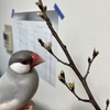 我が家のシルバー文鳥の誕生日(2歳)