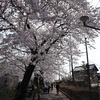 多摩川桜百景　－62. 野山北公園自転車道－ 