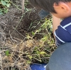 究極の水はけ対策で今年の夏こそはミニトマトをたくさん食べたい！【自然農の家庭菜園】