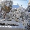 大雪の後の快晴・・・雪うさぎ