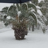 雪被るカナリー椰子
