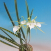 Brassavola Little Star   (variegata  )   