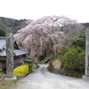 狩野川ぞいの桜