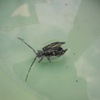 これは・・・・やっぱり水辺は怖い