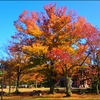 金沢市本多の森公園紅葉