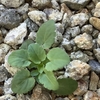 こぼれ種で発芽したビオラを鉢に植え替え