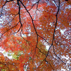 奈良公園のモミジが凄い綺麗に紅葉しとる