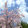 Part 2　小諸城址・懐古園の桜