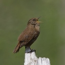 かおなし=Faceless