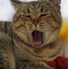 眠いので。。。ここ数日のプーチンさん（猫）のダイエット食のっけます(^^♪
