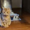 屋さん。