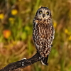 コミミズクと再会。