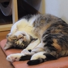 開けっ放し