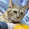撫でてとおねだり ななちゃんのずっとの家族になってください【5/18譲渡会参加予定】