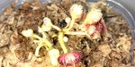 セファロタス成長記録=2026/9月27日 #食虫植物 #icos #BGM #ボカロ #初音ミク