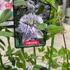 クレマチス水面の妖精の植え替え〜スリット鉢失敗編その４〜