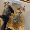 七面鳥の飼育　生後4週