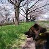 お花見🌸お散歩へ🐶