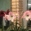 透百合