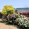 【千葉県・八千代市】2025 / 05 / 20　５月なのに夏日の京成バラ園　その①