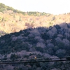 トンビの狙いは「モズ吉」くんだろうか？