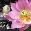 咲いた！ハスの花🥰花の命は短し😢