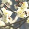 天草で樹齢約５００年の兜梅が満開【熊本】