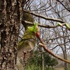 令和3年2月9日分　芽吹