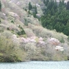 花貫ダムの上からの眺め　新緑とヤマザクラ