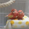 アキクサインコのピノとノア 同ケージから別ケージへ