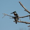 オオミドリヤマセミ(Amazon Kingfisher)のペア