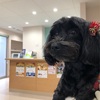 愛犬のこと:早起き42日目
