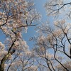 高遠城址の桜