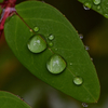 雨のしずく