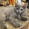 【このブログ限定の特別クーポン有り！】サイベリアンズを紹介するにゃ 13　【子猫販売中　購入お問い合わせはインスタかTwitterから】